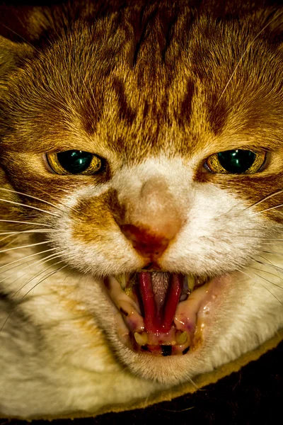 Angry cat in bed. — Stock Photo, Image