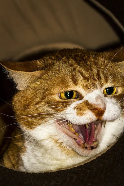 Wütende Katze im Bett. — Stockfoto