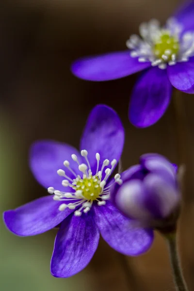 Flor da floresta . — Fotografia de Stock