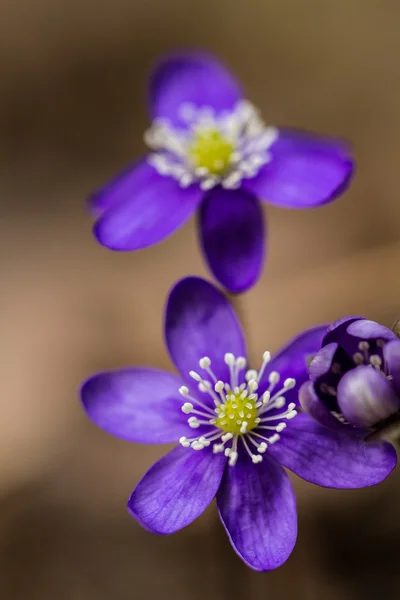 Bloem van bos. — Stockfoto