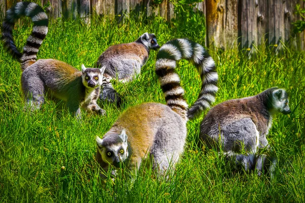 Lemurs in grass — Stock Photo, Image