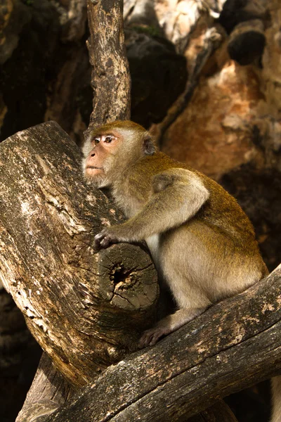 Yorgun maymun — Stok fotoğraf