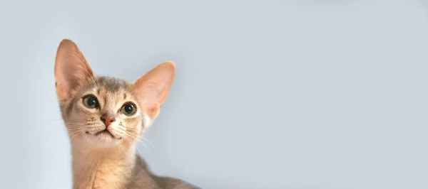 Vacker Abyssinian Katt Blå Färg Rolig Ser Isolerad Grå Bakgrund — Stockfoto