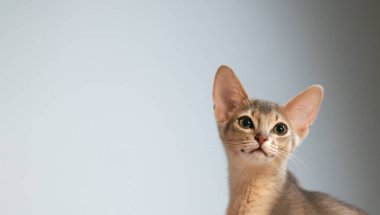 Güzel Habeş kedisinin mavi rengi gri arka planda izole edilmiş komik görünüyor. Ekstra geniş afiş. Uzayı kopyala Minimalizm. Evcil hayvan. Kapat..