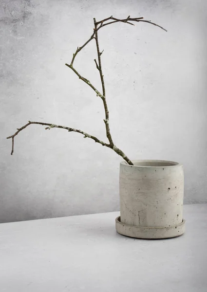 Creative diagonal isometric projection. Composition with tree branch, moss and gray concrete flowerpot. Minimalism. Natural material