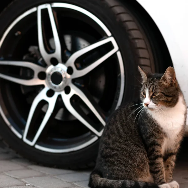 Car wheels and cat. Summer.