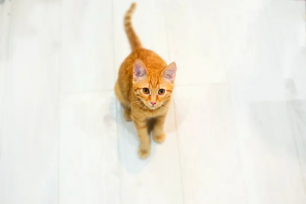 かわいい生姜猫 — ストック写真