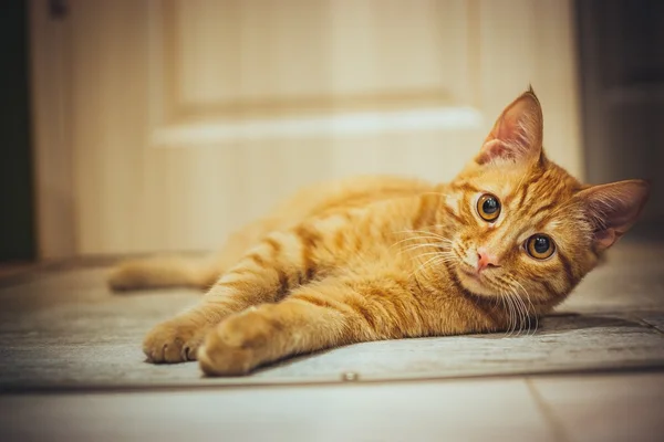 Vtipná zrzavá kočka — Stock fotografie