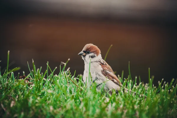 Drôle moineau dans une herbe — Photo