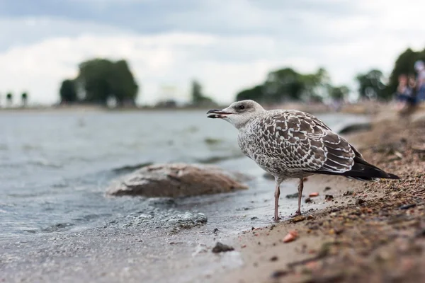 Meeuw op het strand — Stockfoto