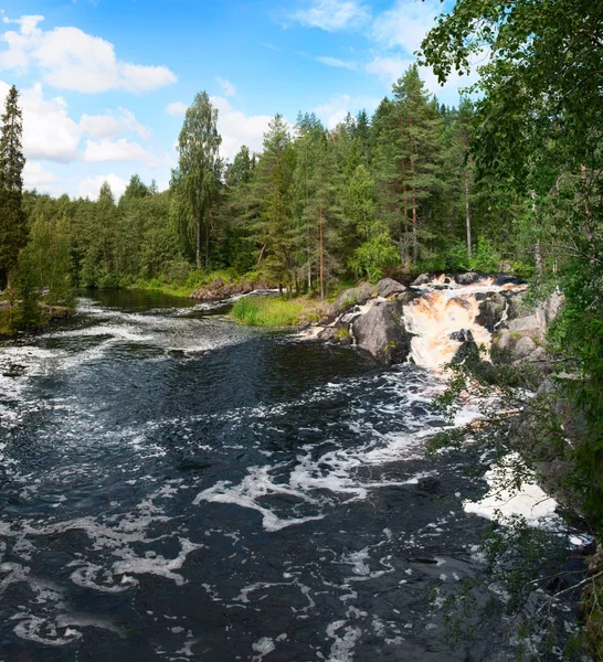 Rivière dans la forêt — Photo