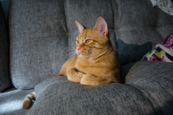 Lustige Ingwerkatze — Stockfoto