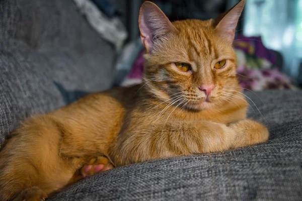 Lustige Ingwerkatze — Stockfoto