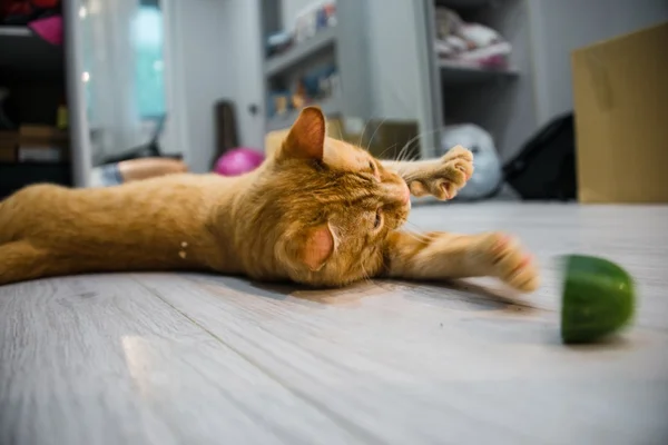 Drôle de chat roux — Photo