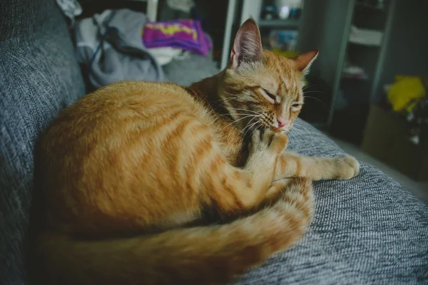 Ginger Gato engraçado — Fotografia de Stock