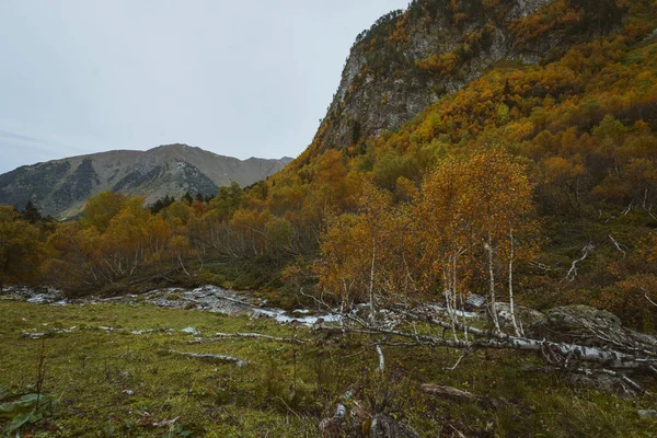 산에서 흐르는 근처에 쓰러진 나무들 — 스톡 사진