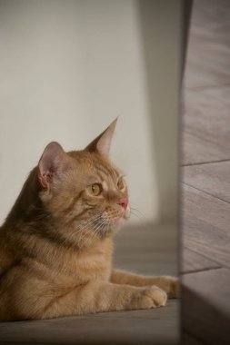 Aynadaki komik kızıl kedi