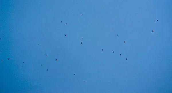 Fliegende Vögel — Stockfoto