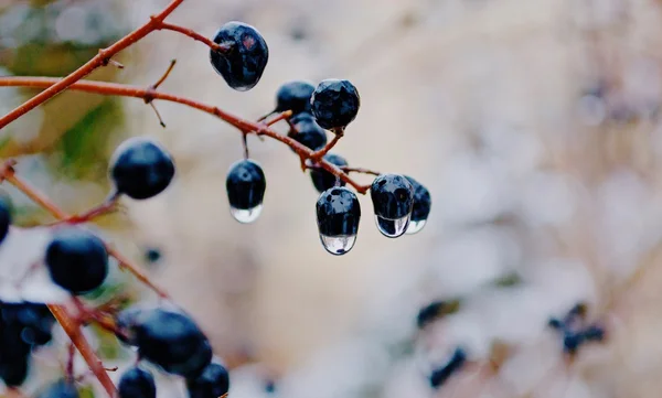 Aufgetaute Beeren — Stockfoto