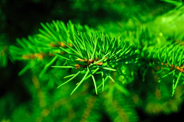 Ветви елки — Stock Photo, Image