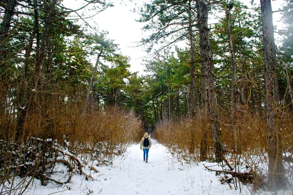 Forest — Stock Photo, Image