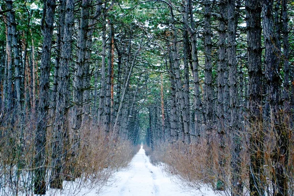 Forest — Stock Photo, Image