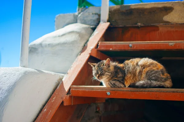 Cat sitting on stairs — Stock Photo, Image
