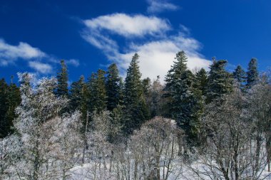 Çam ağaçları ve mavi gökyüzü Highlands Lago-Naki