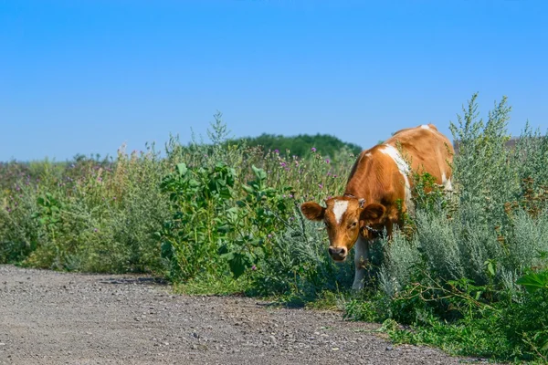 a cow on the road