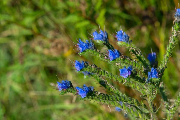 Fleurs bleues — Photo