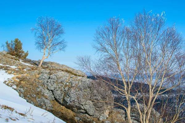 Trees in the snow mountains — Stock Photo, Image