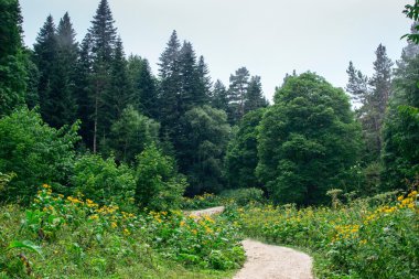 vahşi doğa manzara