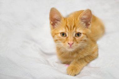 Beyaz duvak doğum zencefil kitty