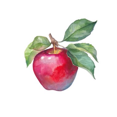 Suluboya kırmızı elma beyaz arkaplanda izole