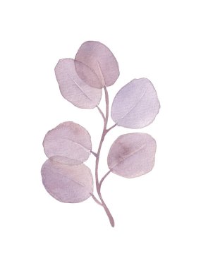 Gümüş dolar okaliptüs yapraklarının ayrık mor çizimi suluboya