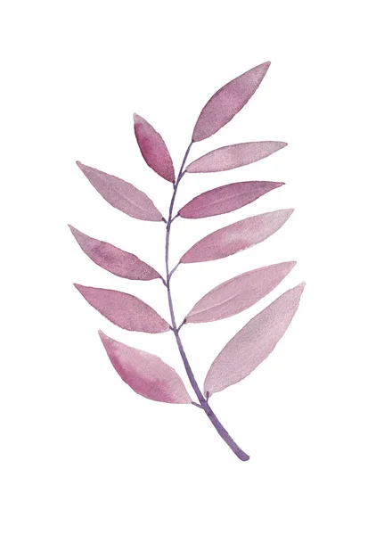 Rosa Aquarela Isolado Mão Desenho Folhas — Fotografia de Stock