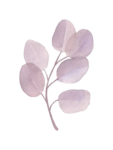 Акварель Выделена Фиолетовым Рисунком Листьев Эвкалипта Серебряного Доллара — стоковое фото
