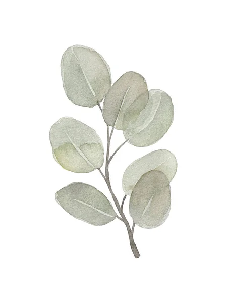 Aquarelle Verte Dessin Isolé Feuilles Eucalyptus Dollar Argent — Photo