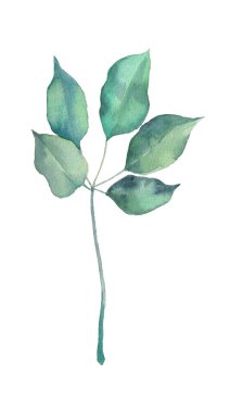 Salal 'ın yeşil suluboya dalı