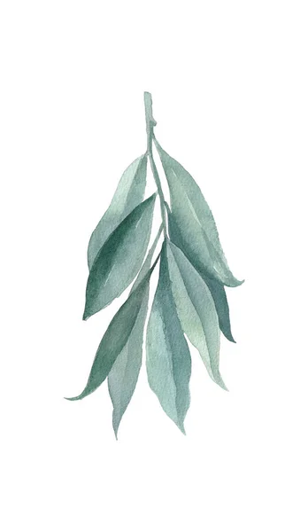 Tmavě Zelená Ručně Kreslená Ladná Akvarelová Větvička Listy — Stock fotografie