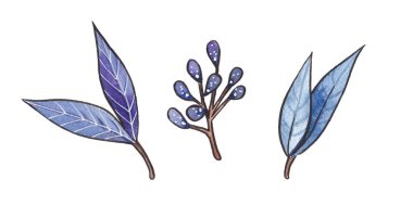 Beyaz arkaplanda el yapımı suluboya, mor & turkuaz dallar, yapraklar ve tomurcuklar izole edilmiş