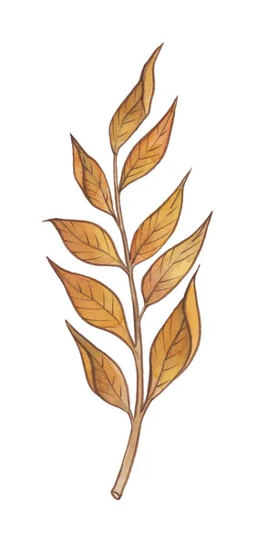 Aquarel Herfst Goud Oranje Bordeaux Bruin Rood Bladeren — Stockfoto