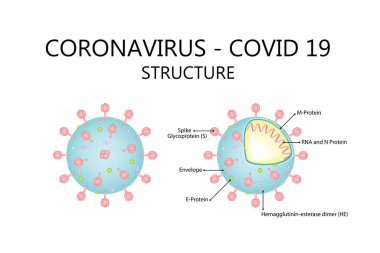 Corona virüsü 19 yapıyı kapladı. Vektör illüstrasyonu beyaz arkaplanda izole edildi