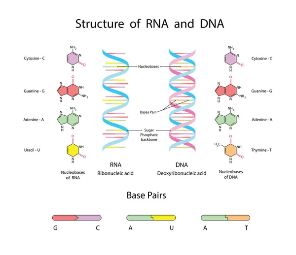 DNA ve RNA 'nın moleküler yapısı. Infographic Eğitim Vektörü İllüstrasyonu