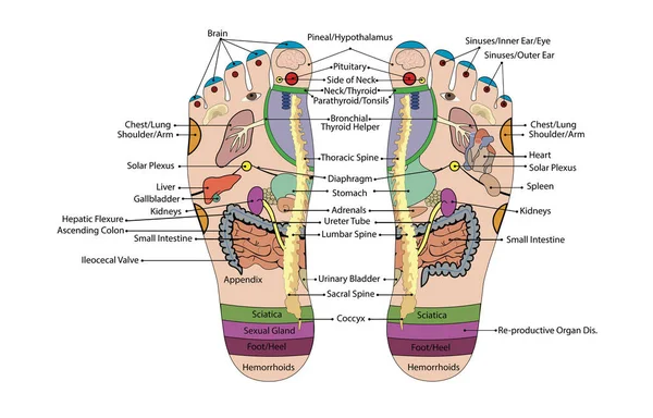 Acupuncture Foot Scheme Vector Illustration — Stock Vector