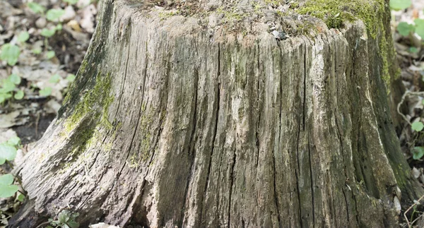 Επιφάνεια Ενός Κομμένου Κορμού Από Δέντρο Παλιά Ξύλινο Κορμό Φόντο — Φωτογραφία Αρχείου