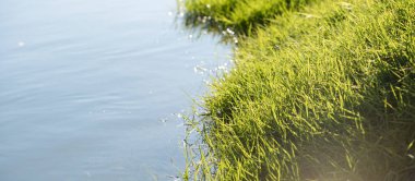 Sakin nehir yüzeyinin güzel manzarası. Güneşli bir günde çimenler suyla birleşir.