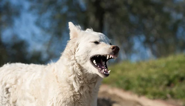 White angry dog looks aggressive with dangerous teeth