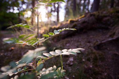Bahar ormanında güzel bir gün batımı. Sıcak güneş ışığı.