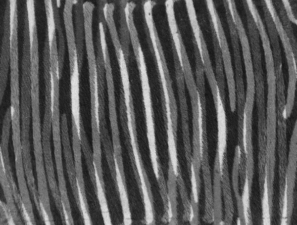Zebra streszczenie tekstura tło — Zdjęcie stockowe